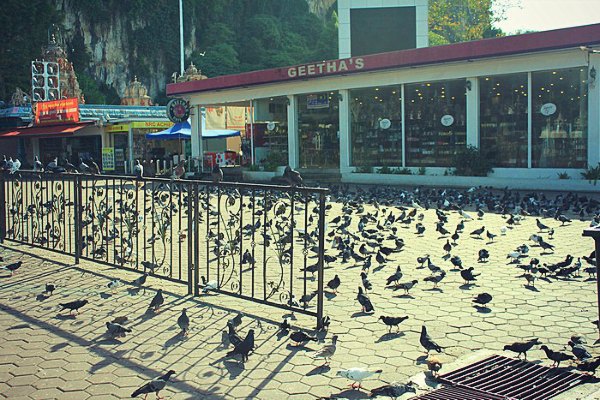 Kumpulan Merpati di Pelataran Patung Murugan