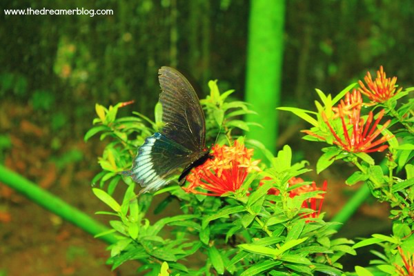 Penangkaran Kupu-Kupu